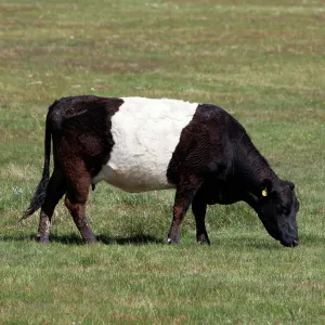 Popular Themes Photographic Print Collection: Belted Galloway