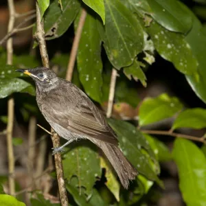 Honeyeaters Metal Print Collection: Bridled Honeyeater