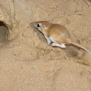 Muridae Collection: Cheesmans Gerbil