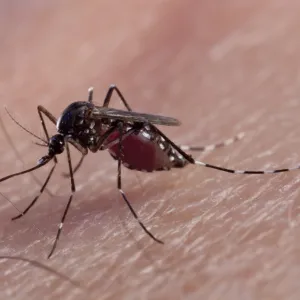 Flies Collection: Asian Tiger Mosquito