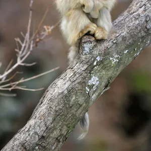 Cercopithecidae Premium Framed Print Collection: Golden Snub-nosed Monkey