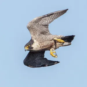 Peregrine Falcon