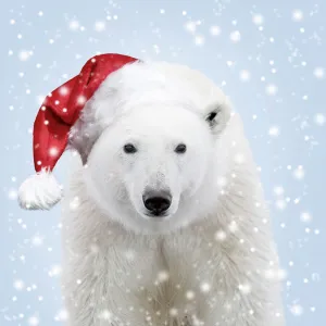Bears Collection: Polar Bear