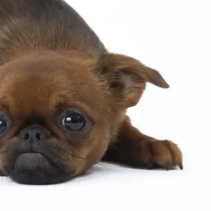 Petit Brabancon Griffon Bruxellois Print 11013809. Art Prints