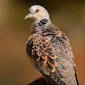 Doves Poster Print Collection: European Turtle Dove