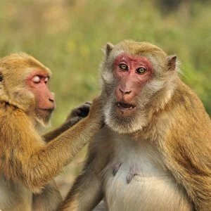 Cercopithecidae Collection: Assam Macaque
