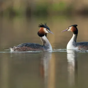 Grebes Pillow Collection: Related Images