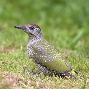 Woodpeckers Jigsaw Puzzle Collection: European Green Woodpecker