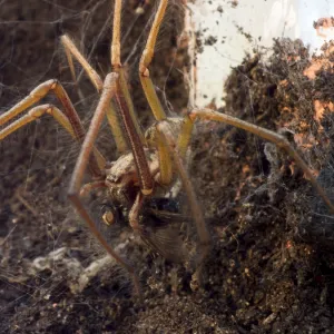 Spiders Collection: Barn Funnel Weaver