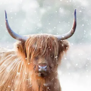 Farm Collection: Cattle