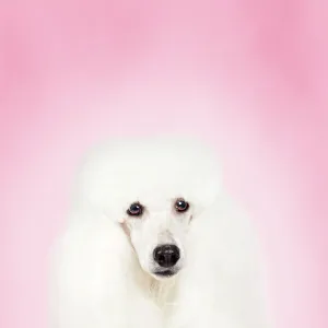 Utility Fine Art Print Collection: Poodle Miniature