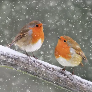 Christmas Mouse Mat Collection: Robins