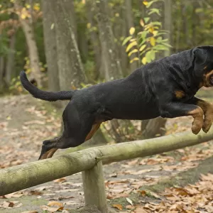 Working Jigsaw Puzzle Collection: Rottweiler