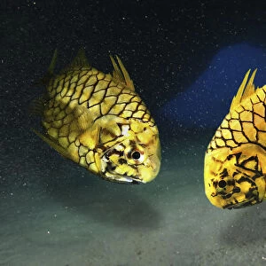 P Jigsaw Puzzle Collection: Pineapplefish