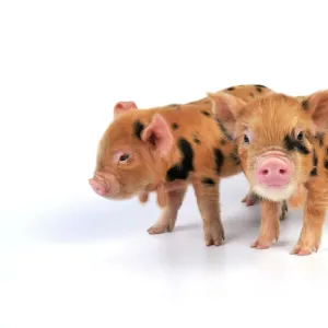 Pig - 1 week old Kune Kune piglets