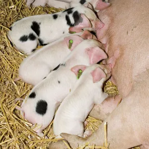 Pigs - Gloucester Old Spot piglets sucking from sow Morteon Show UK