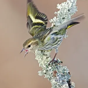 Pine Siskin - Green color morph - CT - USA - February