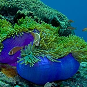 Pink Anemonefish - around an unsually bright blue sea anemone (heteractis magnifica) Papua New Guinea