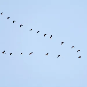 Pink-footed Geese flying in a V formation. Norfolk. UK