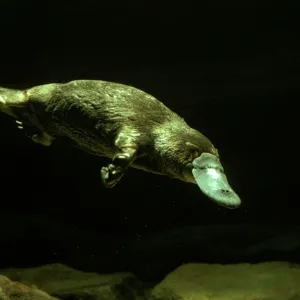 Mammals Collection: Platypus