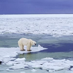 Polar Bear Hudson Bay, Manitoba, Canada, November. MA680