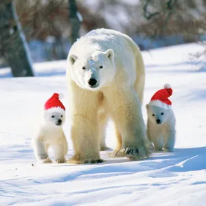 Polar Bear Parent with cubs wearing Christmas hats