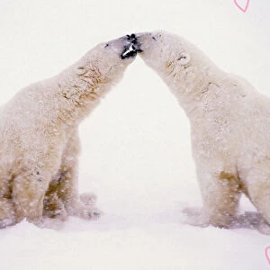 Polar Bears with pink hearts MA1574