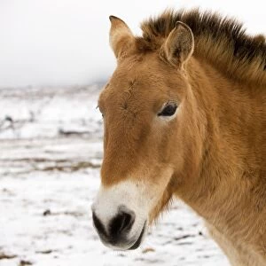 Przewalski's / Takhi / Mongolian Wild Horses. Cevennes - France