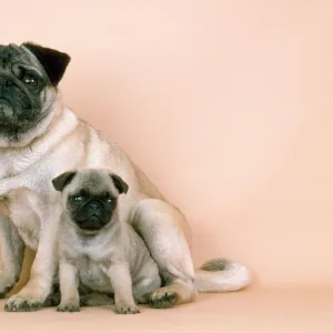 Pug Dog - adult & puppy