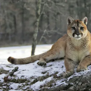 Puma (Cougar-Mountain Lion)