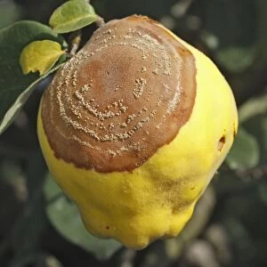 Quince - with rot - either Monillia fructigena or Monilia linhartiana
