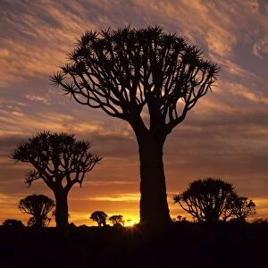 Quiver tree forest silhouettes at sunrise with visible sun Keetmanshoop, Namibia, Africa