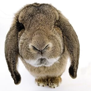 Rabbit - Belier francais breed