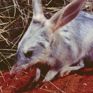 Rabbit-eared Bandicoot / Bilby - Simpson Desert, Queensland, Australia JPF04349