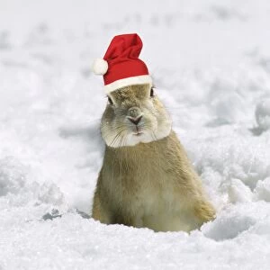 Rabbit - in snow wearing Christmas hat Digital manipulation: Christmas hat, left eye, lighten