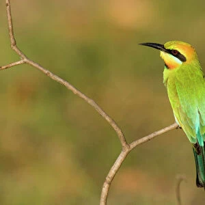 Bee Eaters Pillow Collection: Rainbow Bee Eater
