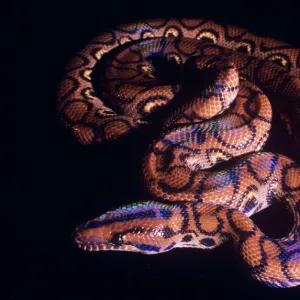 Snakes Mounted Art Print Collection: Boa