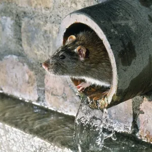 Cricetidae Canvas Print Collection: Common Water Rat