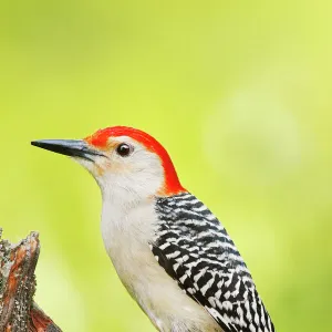 Red Bellied Woodpecker