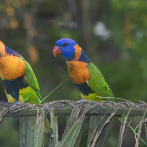 Red-collared Lorikeets - May be conspecific with Rainbow Lorikeet. If so Trichoglossus haematodus rubritorquatus. Wild bird at a Pine Creek motel attracted to food. Northern Territory, Australia. Found only in northern Australia