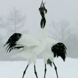 Red Crowned Crane