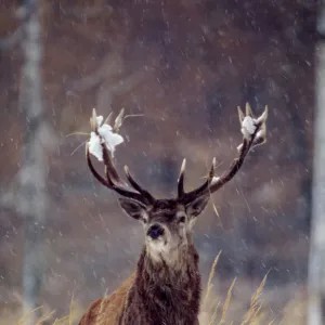 Red Deer