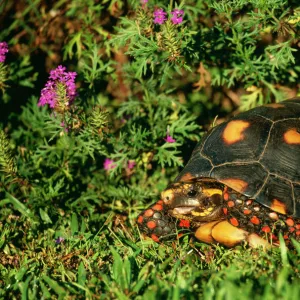 Red-footed Tortoise Pantanal, Brazil