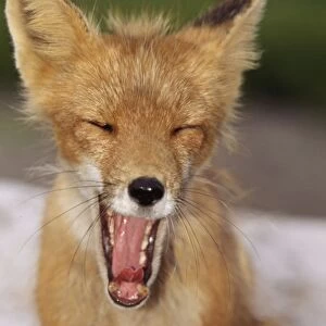 Red Fox WAT 1159 Yawning Vulpes vulpes © M. Watson / ARDEA LONDON
