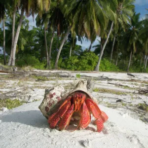 Red Hermit Crab in its habitat, emerging from its shell. On Home Island, Cocos (Keeling) Islands, Indian Ocean