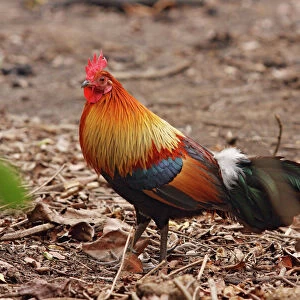 Phasianidae Collection: Red Junglefowl