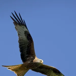 Red Kite in flight at RSPB site, UK - situated at Gigrin Farm, Rhayade, r Powys, Mid-Wales the site attracts as many as 300 red kites which are fed daily