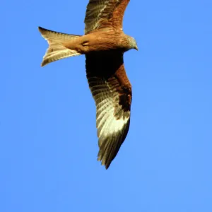 Red Kite - In flight, soaring over nest territory in april. Lower Saxony, Germany