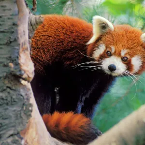 Red/Lesser Panda - Peering round tree branches. 4Mu81