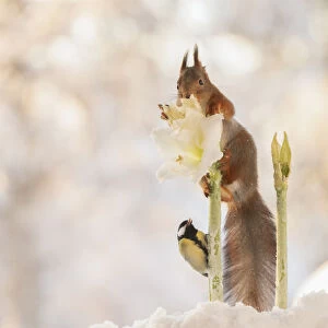 Red squirrel standing on a white Hippeastrum flower with titmouse beneath